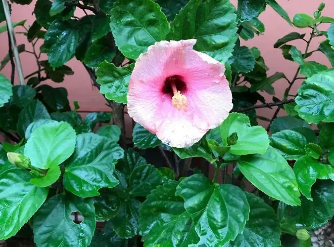 Lejlighed Aiace 40 Mondello